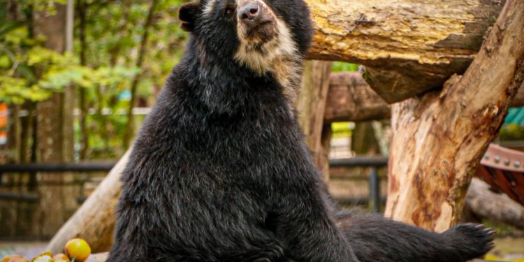 Bioparque Los Ocarros abre todos los días en Semana Santa, incluidos festivos