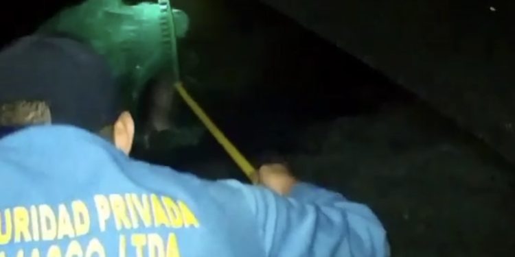 Vigilantes del parque Malocas en Villavicencio asesinan y juegan con un armadillo