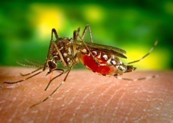 Más de 100 casos de dengue identificados en Guamal