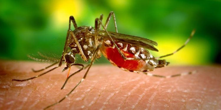 Más de 100 casos de dengue identificados en Guamal