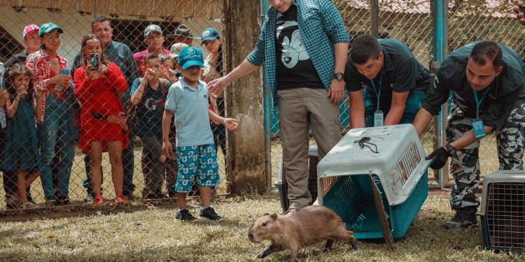 En libertad quedaron 23 animales silvestres rescatados por Cormacarena