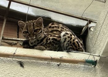 Tigrillo poco común es rescatado por Cormacarena en el patio de una vivienda, en Villavicencio