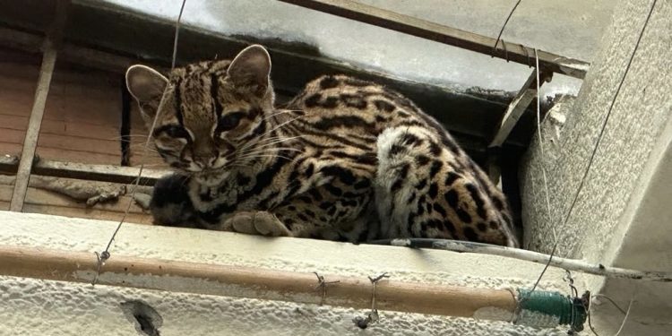 Tigrillo poco común es rescatado por Cormacarena en el patio de una vivienda, en Villavicencio