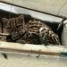 Tigrillo poco común es rescatado por Cormacarena en el patio de una vivienda, en Villavicencio
