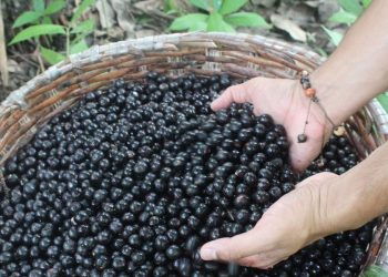Guainía tendrá la primera planta de transformación de Asaí y yuca brava del país