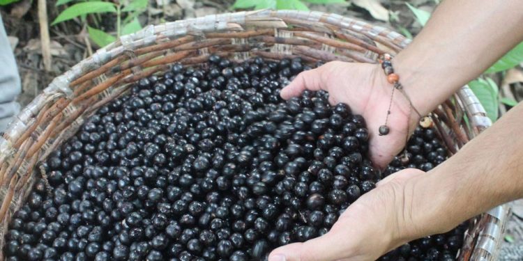 Guainía tendrá la primera planta de transformación de Asaí y yuca brava del país