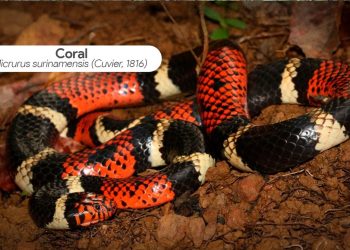 Judicializarán a influenciador que quemó una serpiente en el Meta