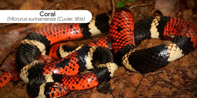Judicializarán a influenciador que quemó una serpiente en el Meta
