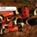 Judicializarán a influenciador que quemó una serpiente en el Meta