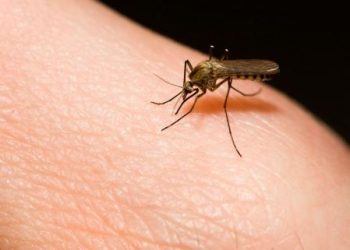 Brote de malaria en el resguardo indígena Chaparral Barro Negro