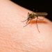 Brote de malaria en el resguardo indígena Chaparral Barro Negro