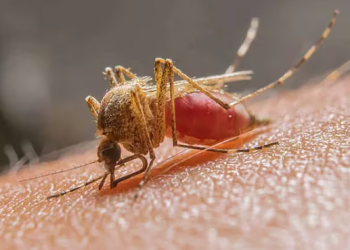 Alerta por brote de malaria en resguardo Indígena de Chaparral Barro Negro