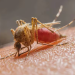 Alerta por brote de malaria en resguardo Indígena de Chaparral Barro Negro