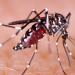 Villavicencio intensifica prevención contra el dengue tras reporte semestral de casos