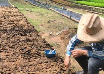 Vivero del Meta producirá 2 millones de plantas, en este cuatrienio