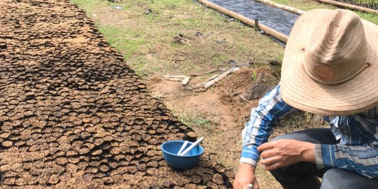 Vivero del Meta producirá 2 millones de plantas, en este cuatrienio