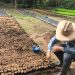 Vivero del Meta producirá 2 millones de plantas, en este cuatrienio