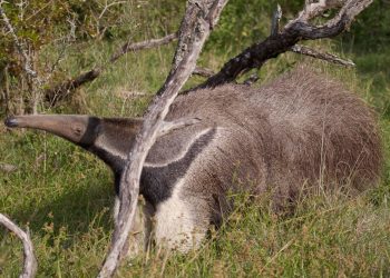 Nuevos pasos de fauna silvestre en el Meta