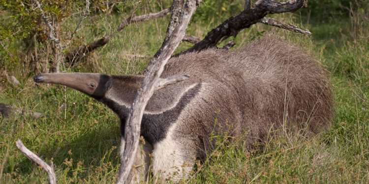 Nuevos pasos de fauna silvestre en el Meta