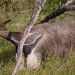 Nuevos pasos de fauna silvestre en el Meta