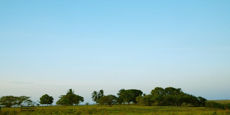 Los trámites ante La Agencia Nacional de Tierras son gratuitos y no necesitan intermediarios, no se deje engañar