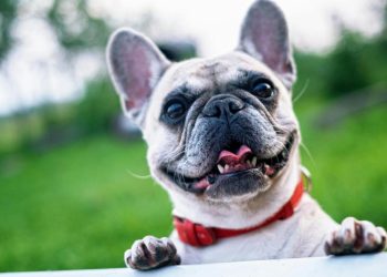 Radican proyecto de ley para dignificar el transporte de mascotas en Colombia