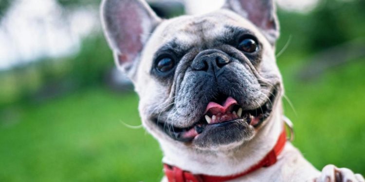 Radican proyecto de ley para dignificar el transporte de mascotas en Colombia