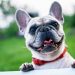 Radican proyecto de ley para dignificar el transporte de mascotas en Colombia