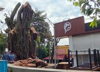 Secretaría de Ambiente del Meta no otorga permisos para tala de árboles