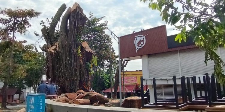 Secretaría de Ambiente del Meta no otorga permisos para tala de árboles