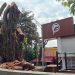 Secretaría de Ambiente del Meta no otorga permisos para tala de árboles