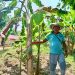 Agencia Nacional de Tierras entregó a la comunidad Senú, la constitución del Resguardo Indígena José de los Santos en Cáceres, Antioquia