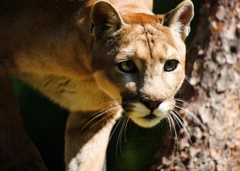 No más conflictos entre Felinos silvestres y humanos en el Meta