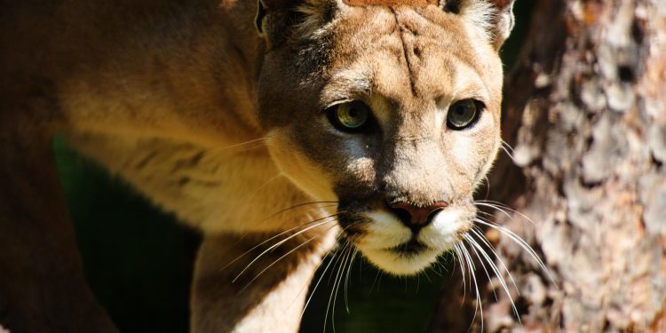 No más conflictos entre Felinos silvestres y humanos en el Meta