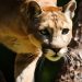 No más conflictos entre Felinos silvestres y humanos en el Meta