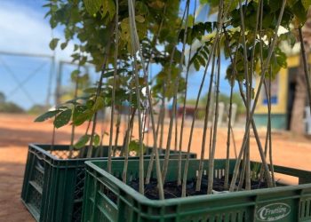 Un abrazo verde para Vichada: 3.000 plántulas para un futuro mejor