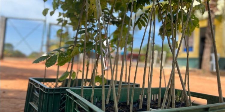 Un abrazo verde para Vichada: 3.000 plántulas para un futuro mejor