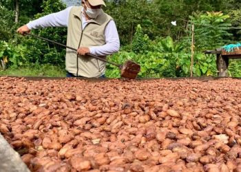 Arauca: del cultivo de coca al mejor cacao del planeta