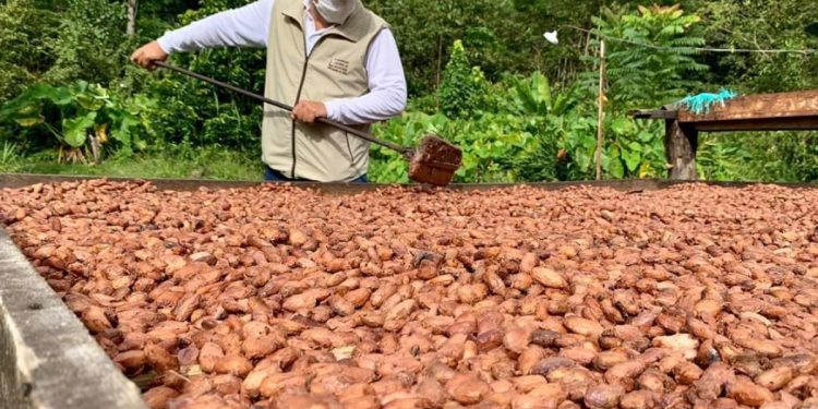 Arauca: del cultivo de coca al mejor cacao del planeta