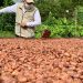 Arauca: del cultivo de coca al mejor cacao del planeta