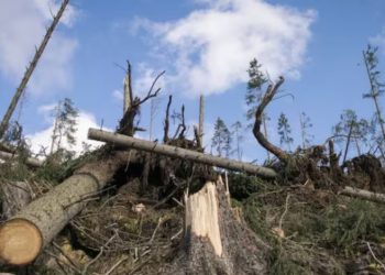 Comunidad denuncia deforestación masiva en San José del Guaviare