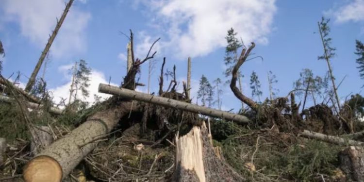 Comunidad denuncia deforestación masiva en San José del Guaviare