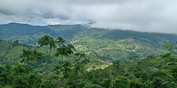 29.400 hectáreas serán declaradas Zona de Reserva Campesina en Urabá, Antioquia.