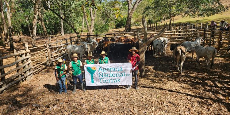 Maratón ‘Tierras Productivas’: ANT entregóinsumos agrícolas, ganado, maquinaria y herramientas por más de $3.000 millones