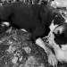 Alcaldía rechaza grave acto de maltrato animal en el barrio La Rosita