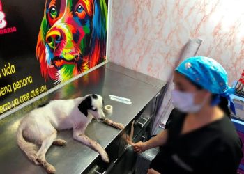 Inicia investigación por violento ataque a un canino en Villas del Ocoa