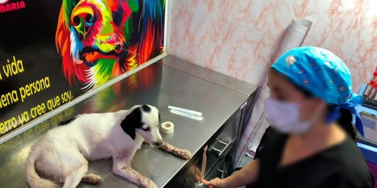 Inicia investigación por violento ataque a un canino en Villas del Ocoa