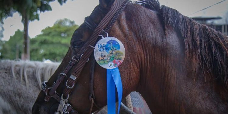 Multas cercanas a 700.000 pesos se podrían aplicar a infractores en la cabalgata del festival llanero