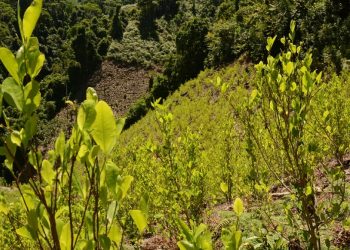 MinJusticia publicó borrador del decreto que reglamenta el uso de la hoja de coca y amapola