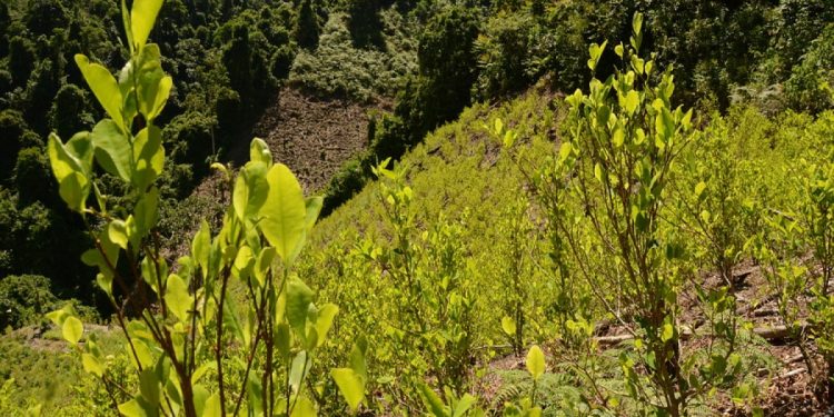 MinJusticia publicó borrador del decreto que reglamenta el uso de la hoja de coca y amapola